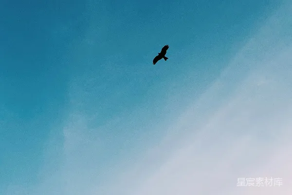 高清摄影 在航班上黑鸟