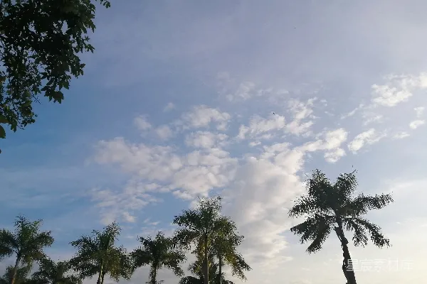 高清摄影 一群棕榈树在多云的蓝天之下