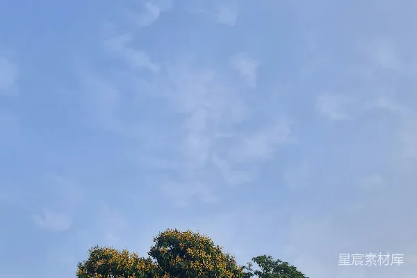 高清摄影 一棵开黄色花朵的大树在公园里。