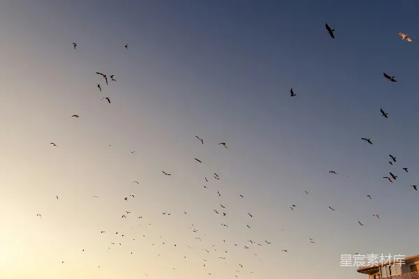高清摄影 一群鸟在空中飞翔
