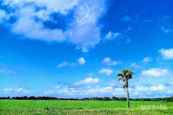 高清摄影 一片田野中的一棵树