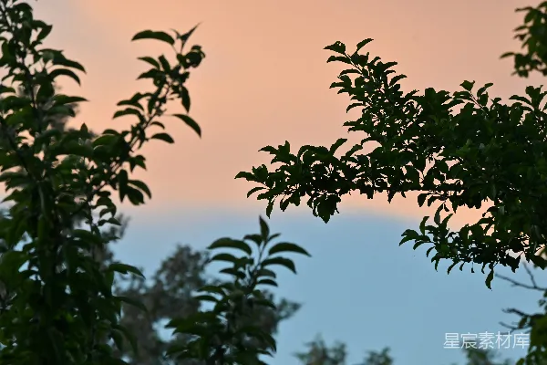 高清摄影 透过树叶看到的天空景色