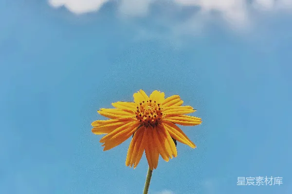 高清摄影 蓝天下的黄色花朵