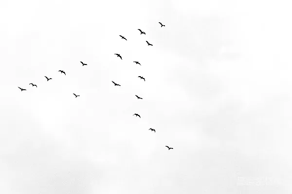 高清摄影 一群鸟在天空中飞翔
