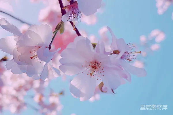 高清摄影 白天盛开的白色樱花