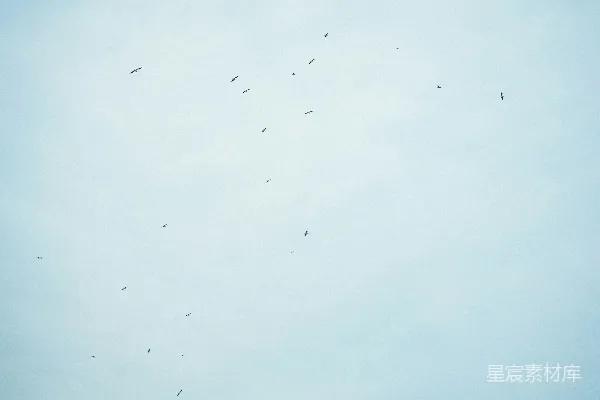 高清摄影 白天，一群鸟在白云下飞行。