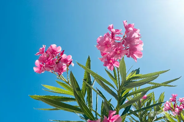 高清摄影 粉红色的花在蓝色的天空和绿色的叶子背景下