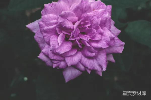 高清摄影 一朵紫色的花，绿叶为背景
