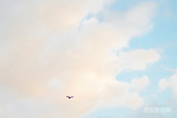 高清摄影 一架飞机在多云的天空中飞行，远处有一只鸟