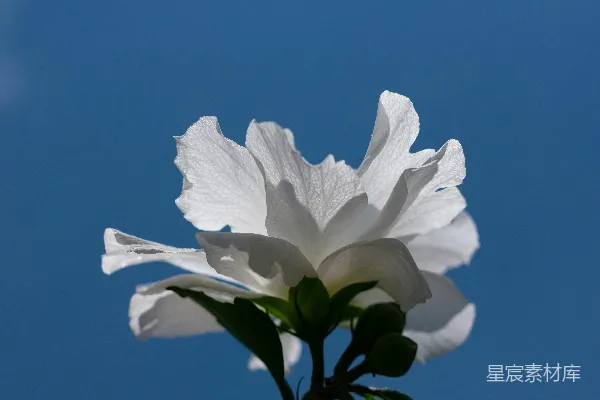 高清摄影 带有绿叶的白花