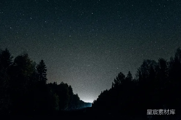高清摄影 夜晚的树木