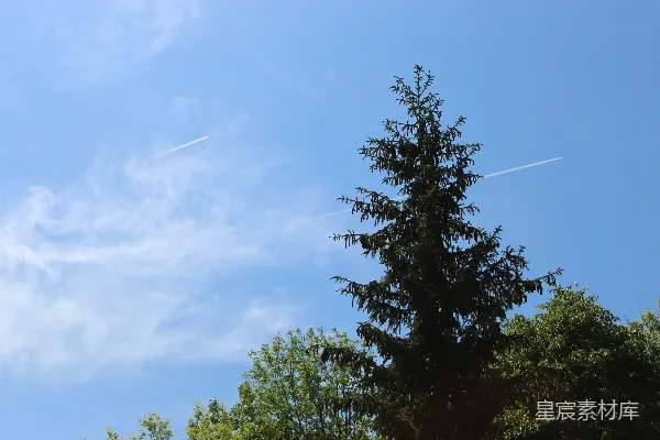高清摄影 一架飞机在天空中飞过一棵树。