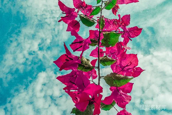 高清摄影 一朵粉红色的花，绿叶在蓝天前。