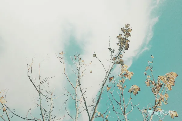 高清摄影 一棵开满花的树