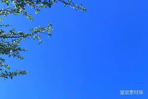 高清摄影 白天蓝天下绿色的树