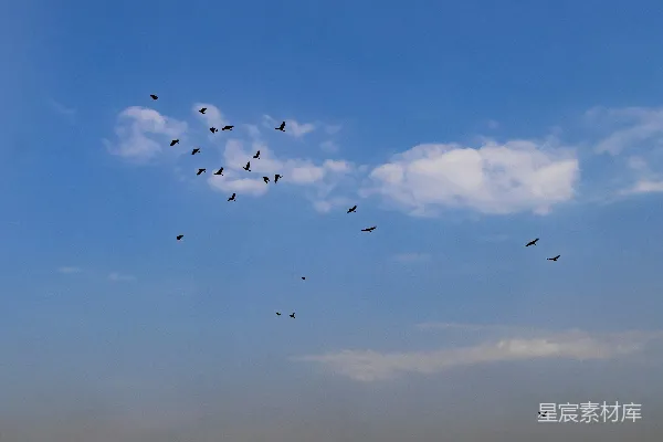 高清摄影 一群鸟在空中飞翔