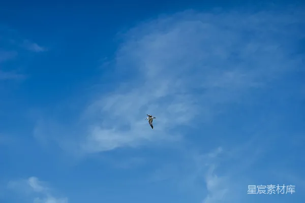 高清摄影 一只鸟在高空中飞翔