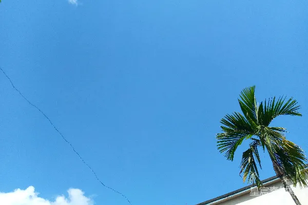 高清摄影 一棵棕榈树和一只风筝在空中飞翔
