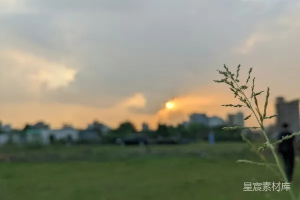 高清摄影 一棵树在田野里