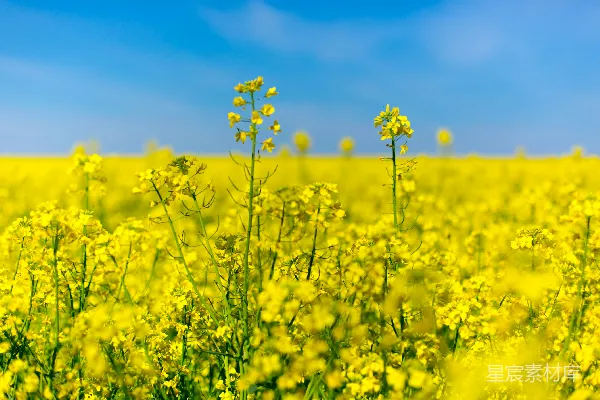 高清摄影 黄花瓣的花田