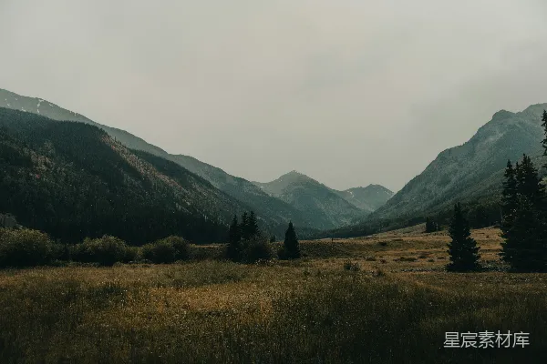 高清摄影 白天的森林