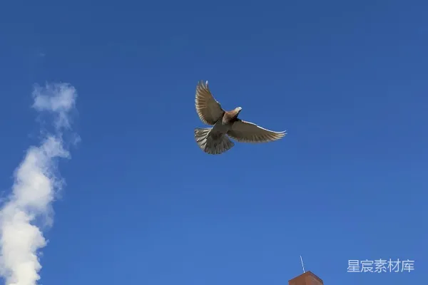 高清摄影 一只鸟在建筑物附近空中飞翔。