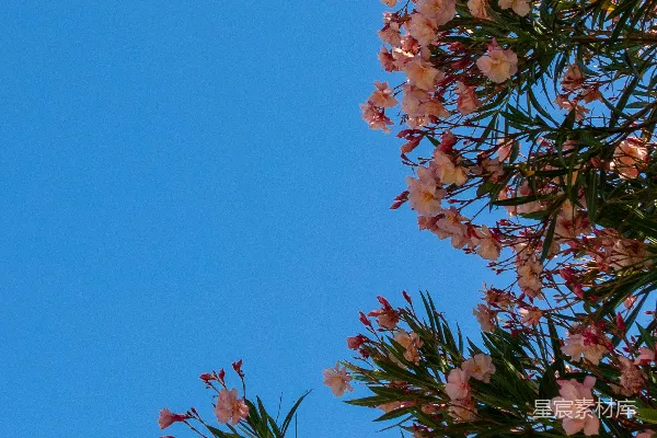 高清摄影 前景有一棵开满粉红色花朵的树，背景是蓝天。