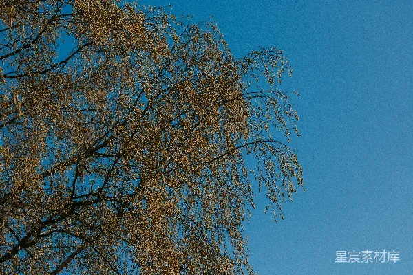 高清摄影 一棵树叶泛黄的树，背景是蓝色的天空。