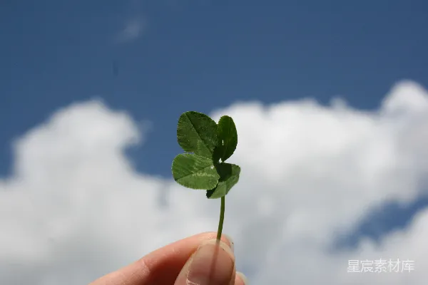 高清摄影 在白天，一个人拿着绿叶。