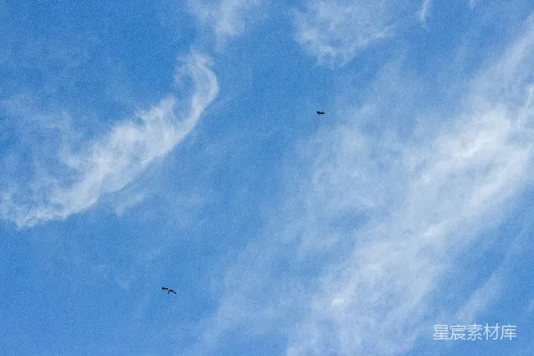 高清摄影 天空中飞翔的鸟