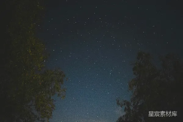 高清摄影 树和天上的星星