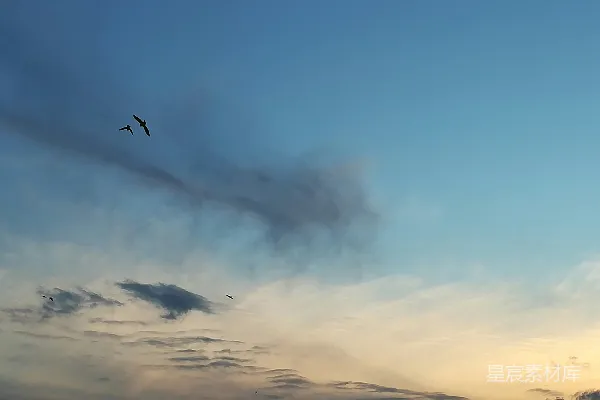 高清摄影 一只鸟在高空中飞翔