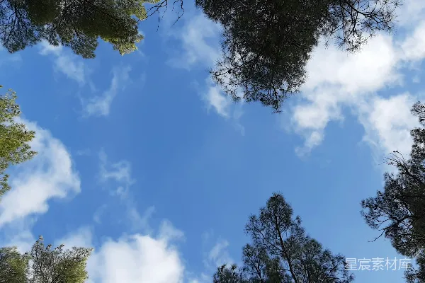 高清摄影 透过树林看天空