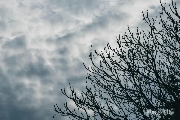 高清摄影 一棵没有叶子的树在阴云密布的天空前