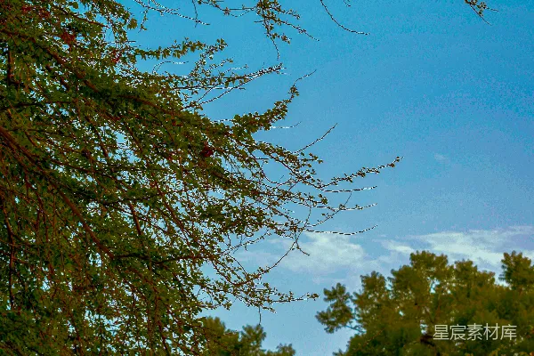 高清摄影 一架飞机在天空中飞过树林。