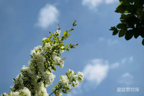 高清摄影 一枝白花在蓝天映衬下。