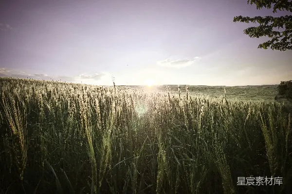 高清摄影 日出时的绿色草地