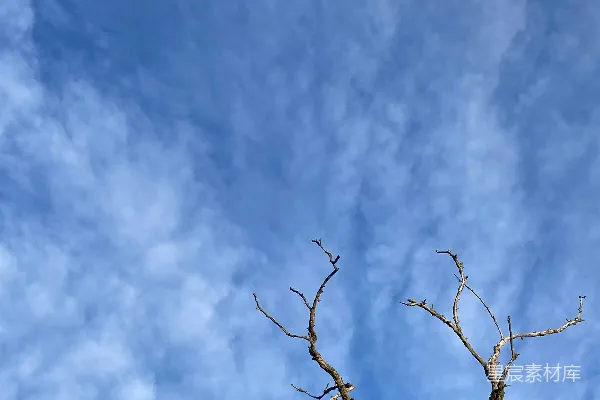 高清摄影 一棵光秃秃的树在蓝天背景下，云朵飘逸。