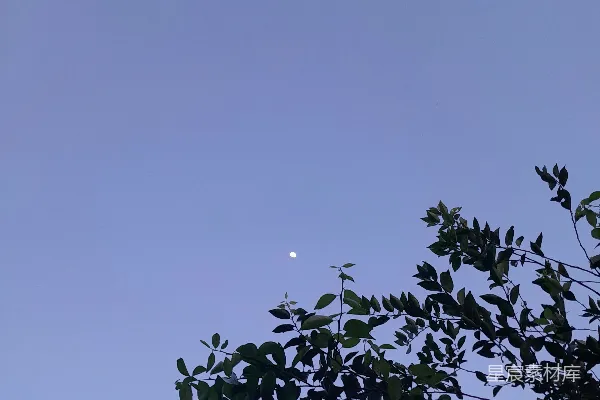 高清摄影 透过树叶观看月亮