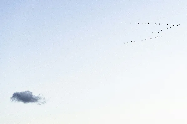高清摄影 一群鸟在天空中飞翔