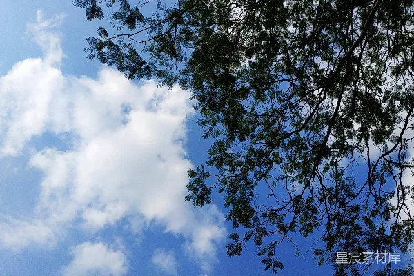 高清摄影 蓝天白云，几棵树