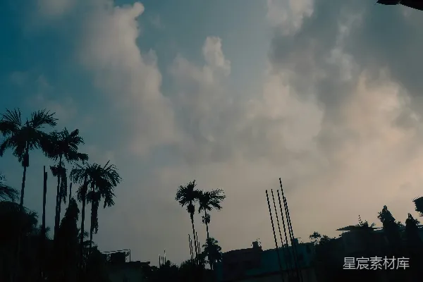 高清摄影 红绿灯，背景中有棕榈树。
