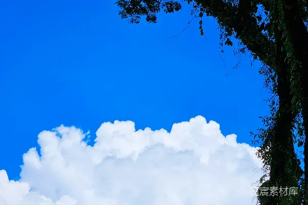 高清摄影 一棵树，背景是蓝天。