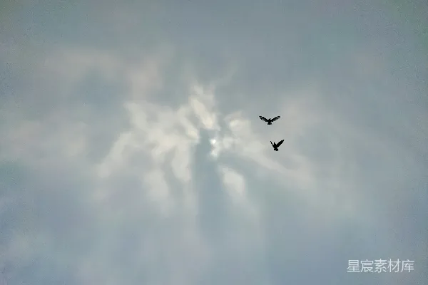 高清摄影 几只鸟在多云的天空中飞翔