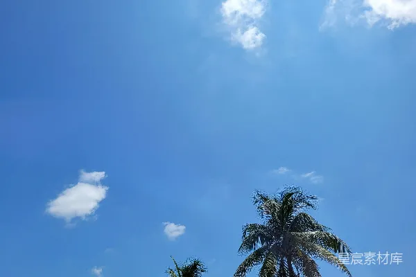高清摄影 蓝天下棕榈树