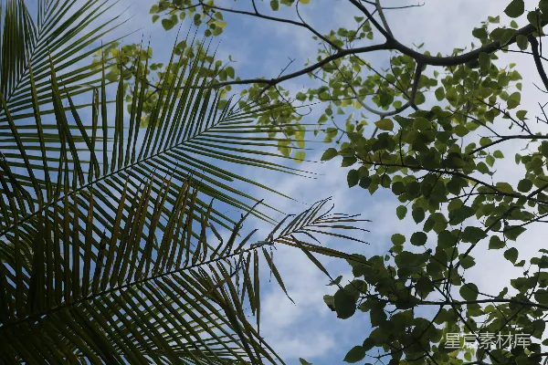 高清摄影 一棵绿叶繁茂的树，背景是蓝天。