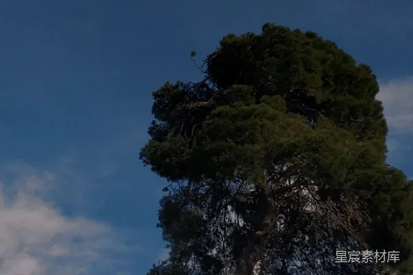 高清摄影 一棵树，背景中有一座塔。