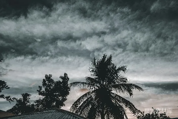 高清摄影 绿棕榈树在多云的天空下