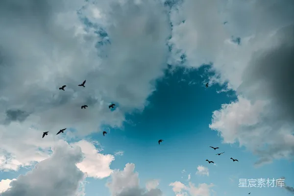 高清摄影 一群鸟在天空中飞翔