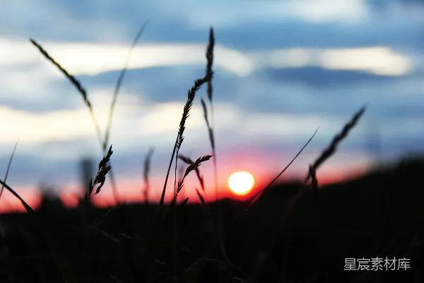 高清摄影 一片麦田，夕阳在背景中落下